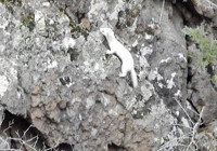 Tunceli’nin ardından Gümüşhane’de ortaya çıktı