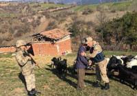 Kayıp keçileri jandarma buldu 