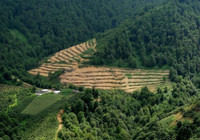 Orman alanlarımız arttı