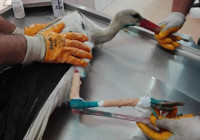 Yaralı leylek belediyeye sığındı 