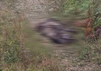 Operasyonun ayrıntıları ortaya çıktı!