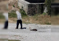 Gümüşhane'de boz ayı yavrusunu tüfekle vurarak öldürdü!