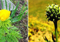 150 yıl sonra görülen 'kandamlası' bitkisi koruma altında!