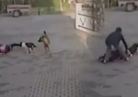 Kırşehir'de Pitbull dehşeti!