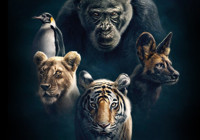 BBC Earth’ün yeni belgesel dizisi Soylar (Dynasties) başlıyor