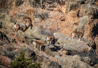 Sayıları 500’ü aştı