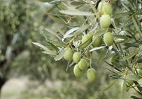 Zeytinlikle ilgili düzenleme komisyona çekilecek