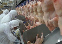 Tavuk devlerine soruşturma...