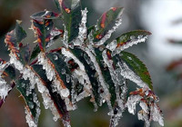 Meteorolojiden 5 il için zirai don uyarısı