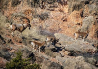 Sayıları 500’ü aştı