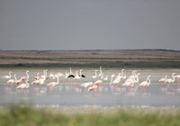 Seyfe Gölü yağışlarla şenlendi