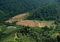 Orman alanlarımız arttı