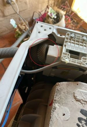 Fotoğrafa dikkatli bakınca şoku yaşadılar! Kendini öyle bir kamufle etmiş ki... - Resim: 1