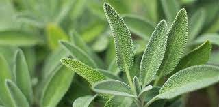 Tarihi Eski Mısır'a kadar uzanıyor! Faydaları saymakla bitmiyor - Resim: 2