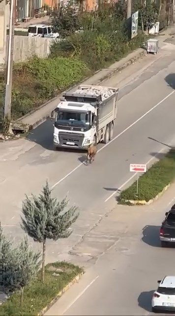 Rize’de kaçan inek sürücülere zor anlar yaşattı; o anlar kamerada - Resim: 4