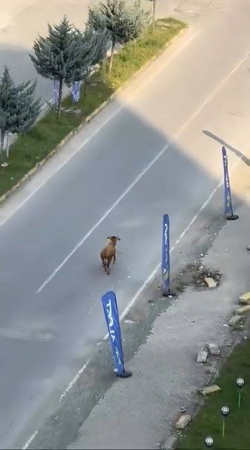 Rize’de kaçan inek sürücülere zor anlar yaşattı; o anlar kamerada - Resim: 1