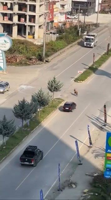 Rize’de kaçan inek sürücülere zor anlar yaşattı; o anlar kamerada - Resim: 3