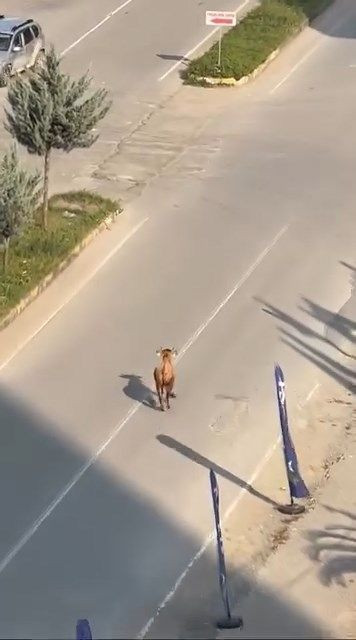 Rize’de kaçan inek sürücülere zor anlar yaşattı; o anlar kamerada - Resim: 2