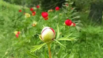 Yılda sadece 2 hafta açıyor: Koparana 699 bin lira ceza kesilecek