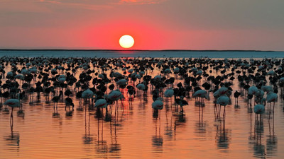 Tuz Gölü'nde flamingo sayısı arttı! Son beş yılın en yüksek sayısına ulaşıldı