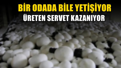 81 ilde yaygınlaşmaya başladı! Bodrum katlarında bile yetişiyor. Üreten servet kazanıyor