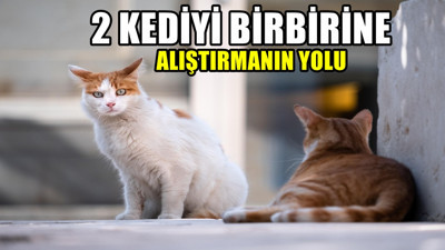 İki kediyi birbirine alıştırmanın yolu! Eve yeni gelen kediyi...