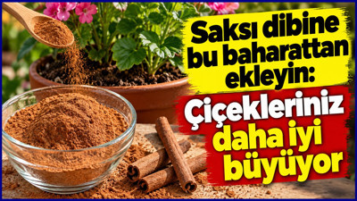 Toprağa biraz serpiştirin! Saksı bitkilerinde tarçın yöntemi