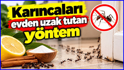 Karıncalar mutfağı sardıysa aklınızda bulunsun: En önemli adım bu