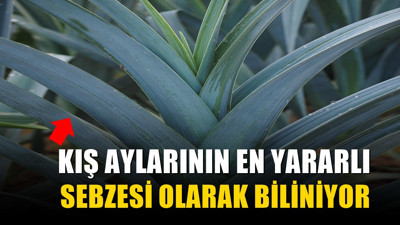 Kış sofralarının vazgeçilmezi tezgâha çıktı: Kilosu 50 TL