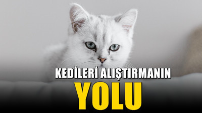 İkinci kedi eve geldiğinde ne yapılmalı? Kediler birbirine nasıl alıştırılır? İlk birkaç gün çok önemli