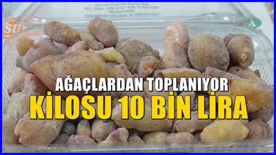 Toplamak için 20 metrelik ağaçlara çıkıyorlar! 10 bin liradan kilosunu satıyorlar