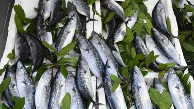 Palamutun en değerli kısmını çöpe atıyormuşuz: Bakın nasıl pişiriliyor