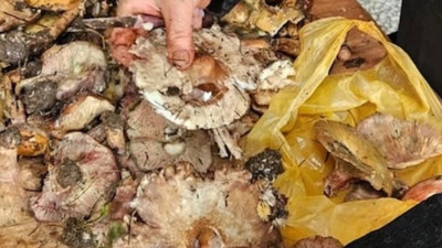 Yağmurların ardından dağlar mantarla doldu! Kahramanmaraş'ta bereketli sezon