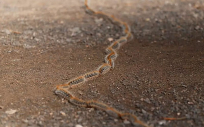 Sancaktepe'de görüntülendi! Bu böceğe sakın dokunmayın: 'Dil şişer, hayati risk oluşabilir'