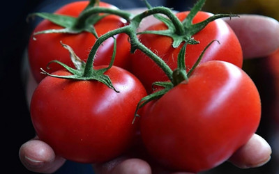 Dünyanın en iyi domatesleri belli oldu! Türkiye’den o ilçe listeye damga vurdu