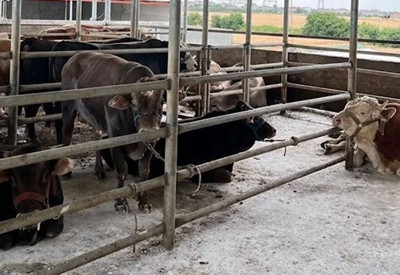 Kırklareli’ne kaçak getirilen 27 büyükbaş hayvan kesildi