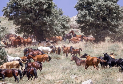 Karadağ’ın yılkı atları