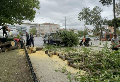 Kadıköy’de rüzgar nedeniyle ağaç devrildi