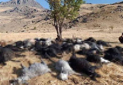 Hakkari'de yıldırım isabet eden 62 küçükbaş hayvan öldü