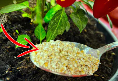 Hemen denemelisiniz. Bir yemek kaşığı toprağa ekince ev botanik bahçe gibi oluyor