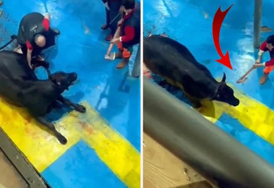 Hayvana balta ve bıçakla eziyet etmişlerdi: 5 kişi tutuklandı!