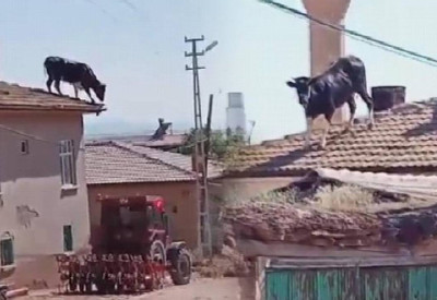 Yer: Konya! Gören inanamadı! Uçan boğa herkesi şoke etti
