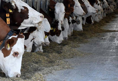 Hayvancılığa yeni destek modeli geliyor