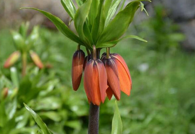 Erzincan'da ters laleleri koparana ceza var