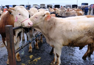 Türkiye'nin en büyük canlı hayvan pazarında yoğunluk
