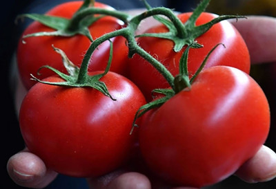 Dünyanın en iyi domatesleri belli oldu! Türkiye’den o ilçe listeye damga vurdu