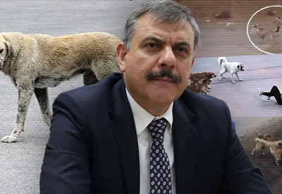 İçişleri Bakanı Çiftçi'den 'sokak köpekleri' açıklaması: Ekim ayının sonuna kadar hepsi toplanacak