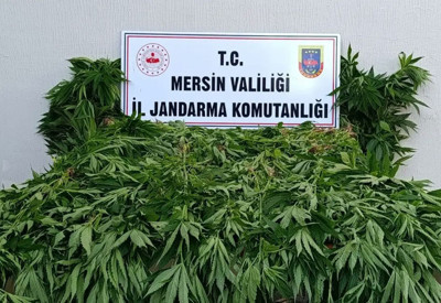 Sulama yaparken yakalandılar! Ormanda yasa dışı kenevire suçüstü