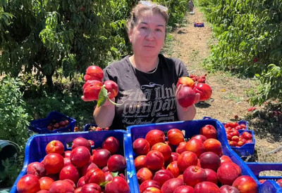 Tarlada 10 TL'ye satıyorlar 'Vatandaş marketten 100 TL'ye alıyor'