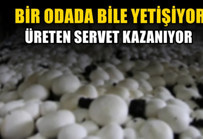 81 ilde yaygınlaşmaya başladı! Bodrum katlarında bile yetişiyor. Üreten servet kazanıyor